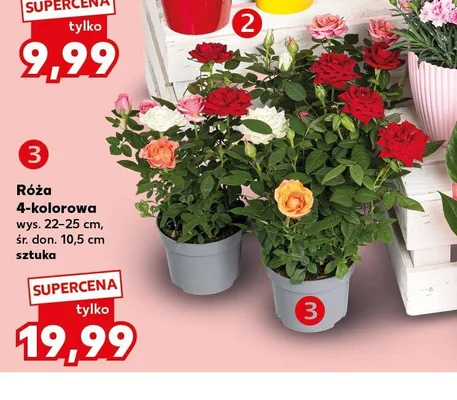 Róża 4-kolorowa wys. 22-25cm śr. don. 10,5cm promocja w Kaufland