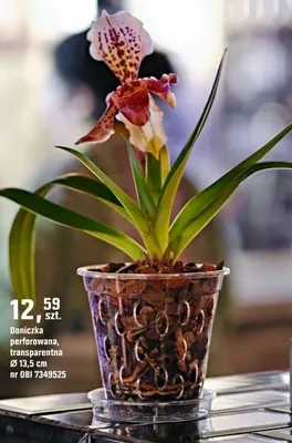 Doniczka perforowana, transparentna promocja w OBI