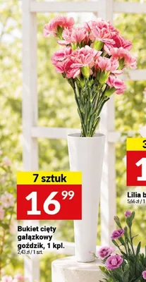 Bukiet cięty gałązkowy goździk 7-pak promocja w Twój Market