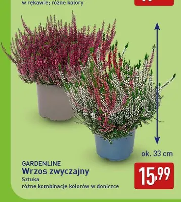 Wrzos zwyczajny Gardenline promocja w Aldi