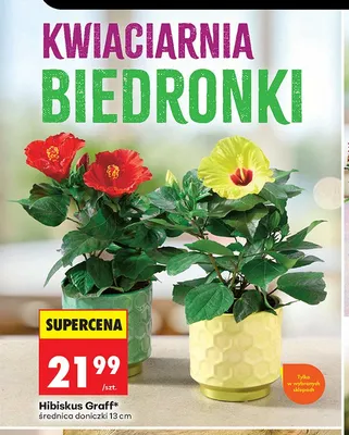 Hibiskus Graff promocja w Biedronka
