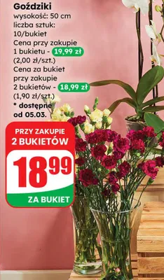 Bukiet goździków - 10 szt., 50 cm promocja w Dino