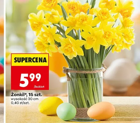 Żonkil promocja w Biedronka