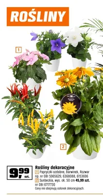 Sunbeckia promocja w OBI