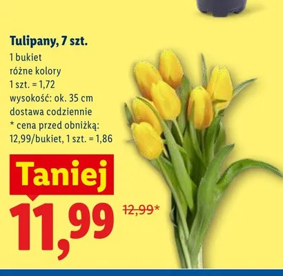Tulipany 7-pak promocja w Lidl