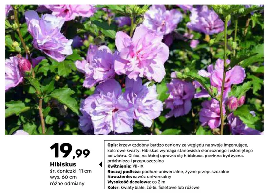 Krzew ozdobny Hibiskus promocja w Bricomarche