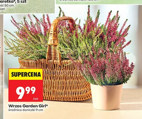 Wrzos Garden Girl promocja w Biedronka