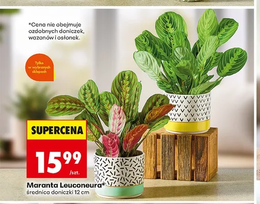 Maranta Leuconeura promocja w Biedronka