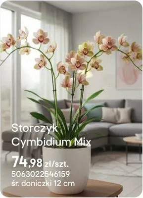 Storczyk Cymbidium Mix promocja w Castorama