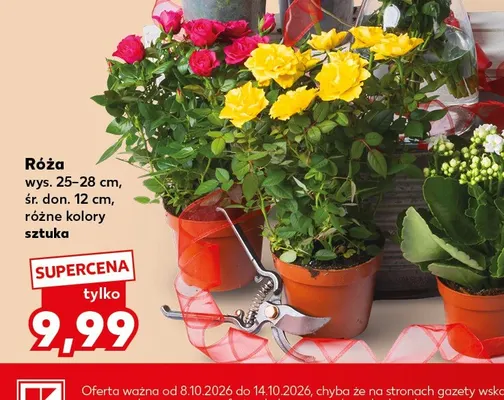 Róża promocja w Kaufland