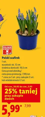 Polski szafirek promocja w Lidl