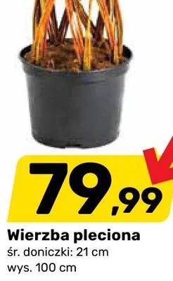 Wierzba pleciona promocja w Bricomarche