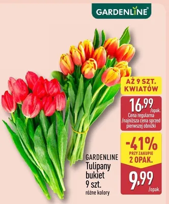 Tulipany bukiet 9 szt. różne kolory promocja w Aldi