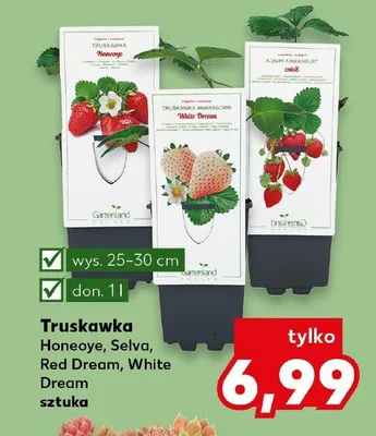 Truskawka Honeoye promocja w Kaufland