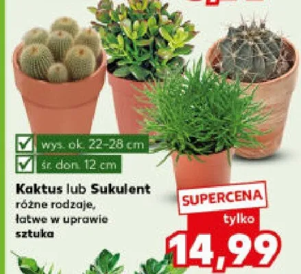 Kaktus lub sukulent różne rodzaje, łatwe w uprawie promocja w Kaufland