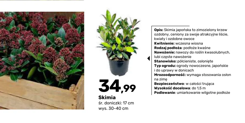 Krzew ozdobny Skimia promocja w Bricomarche