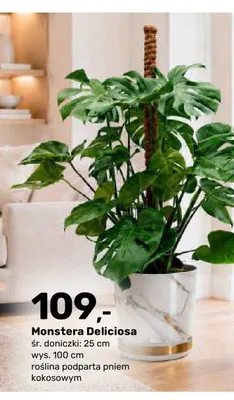 Monstera Deliciosa promocja w Bricomarche