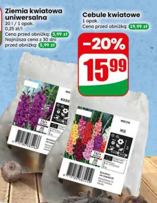 Cebule kwiatowe promocja w Dino