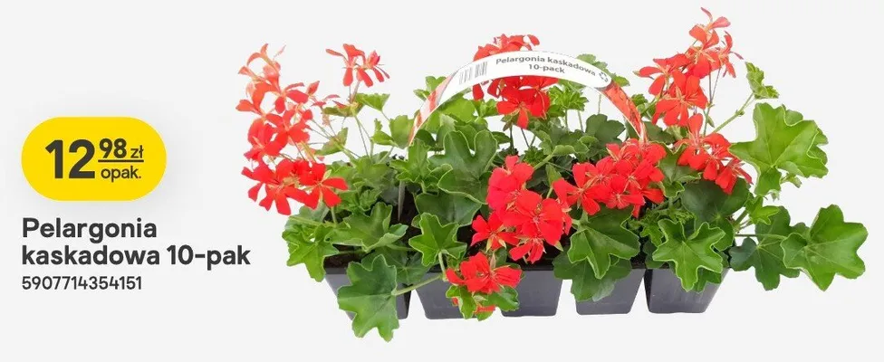 Pelargonia kaskadowa 10-pak promocja w Castorama