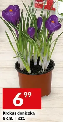 Krokus doniczka 9 cm promocja w Twój Market