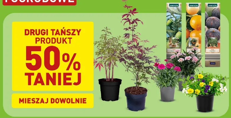 Sadzonki promocja w Aldi