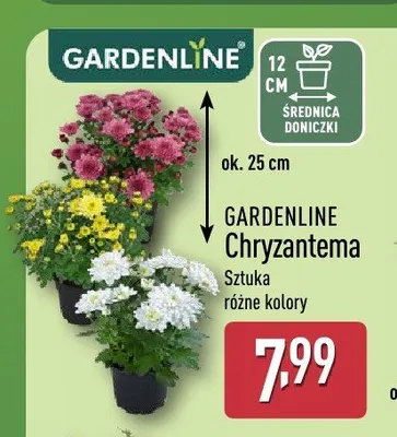 Chryzantema Gardenline promocja w Aldi