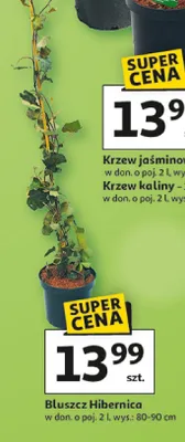 Bluszcz Hibernica promocja w Auchan