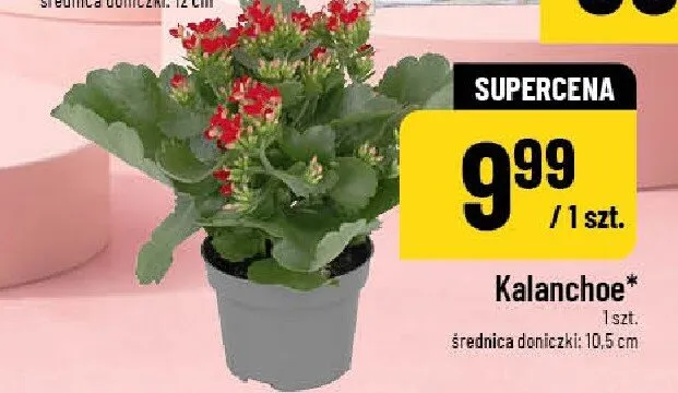 Kalanchoe średnica doniczki 10,5cm promocja w POLOmarket