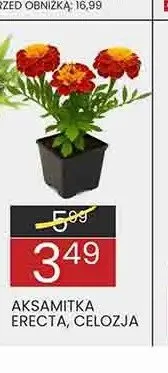 Kwiat Celozja promocja w Wafelek