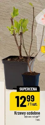Krzewy ozdobne wybrane rodzaje promocja w POLOmarket