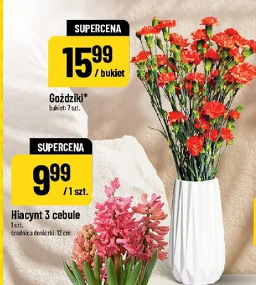 Goździki promocja w POLOmarket