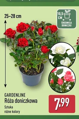 Róża doniczkowa Gardenline promocja w Aldi