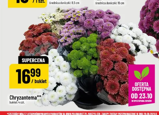 Chryzantema bukiet promocja w POLOmarket