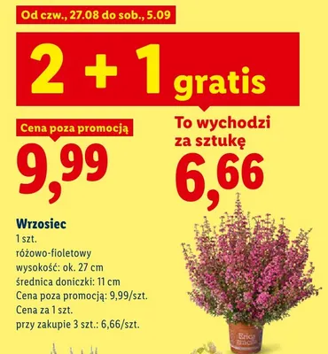 Wrzosiec różowo-fioletowy promocja w Lidl