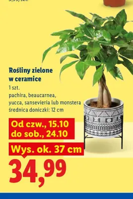 Rośliny zielone w ceramice 24 cm promocja w Lidl