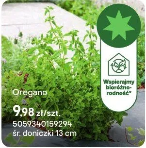 Zioła Oregano promocja w Castorama