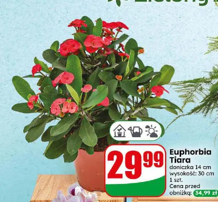 Euphorbia Tiara doniczka 14 cm wysokość 30 promocja w Dino