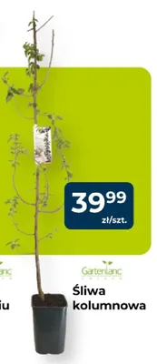 Śliwa kolumnowa promocja w PSB Mrówka