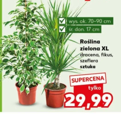 Roślina zielona XL dracena, fikus, szeflera promocja w Kaufland