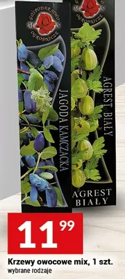 Krzewy owocowe mix, wybrane rodzaje promocja w Twój Market