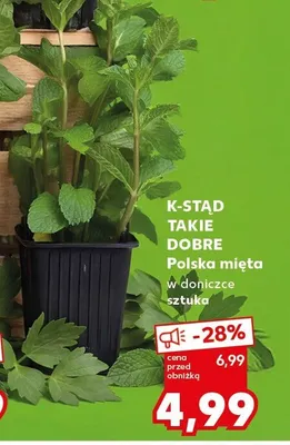 Mięta w doniczce sztuka promocja w Kaufland
