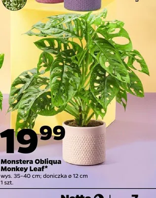 Monstera Obliqua Monkey Leaf promocja w Netto