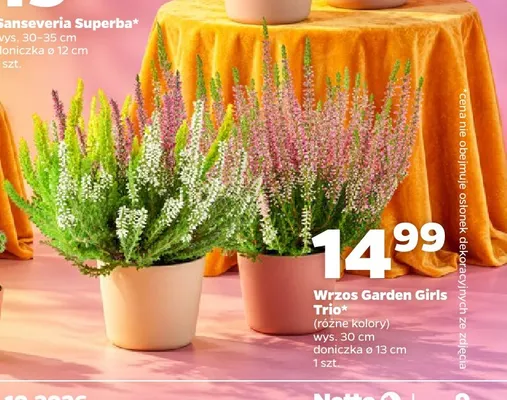 Wrzos Garden Girls Trio promocja w Netto