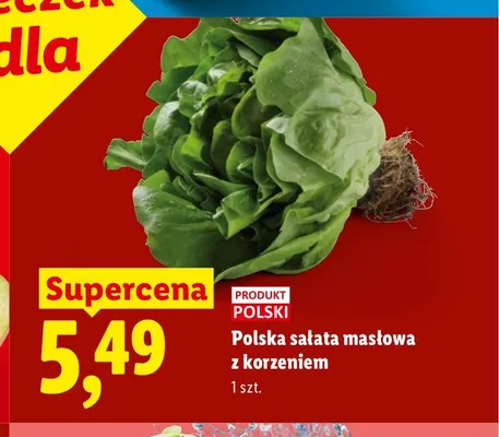 Sałata masłowa polska z korzeniem Ryneczek Lidla promocja w Lidl