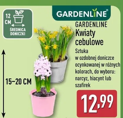 Kwiaty cebulowe GARDENLINE promocja w Aldi