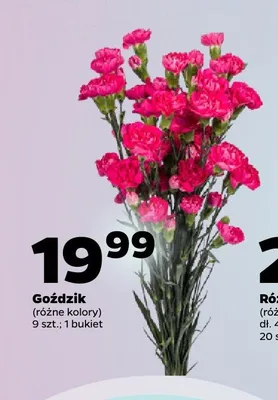 Goździk bukiet promocja w Netto