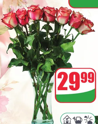 Róże wysokość 50cm promocja w Dino