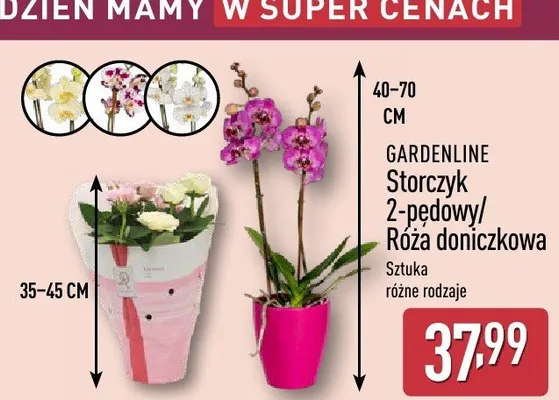 Storczyk 2-pędowy/Róża doniczkowa promocja w Aldi