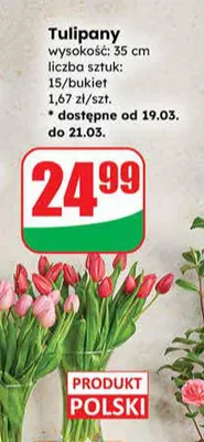 Tulipany bukiet promocja w Dino