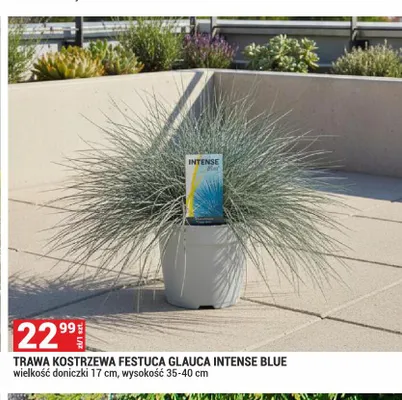 Trawa kostrzewa Festuca Glauca Intense Blue promocja w Merkury Market
